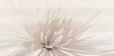 OPOCZNO Декор Avangarde White Flower 29,7x60 код 7414 Опочно (TDZZ1032142405)