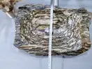 Aquada Wood New раковина, з закам'янілого дерева (Woo-100004)