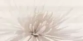 OPOCZNO Декор Avangarde White Flower 29,7x60 код 7414 Опочно (TDZZ1032142405)