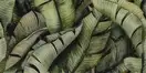 Декор Універсальний Leaf B SZKL 30x60 код 1240 Ceramika Paradyz (IG--300X600-1-UNIW.--LEB2)