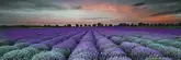 Декор Lavender Field Glass Inserto 250x750x9 Konskie (ICT1201172G1,)