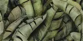 Декор Універсальний Leaf B SZKL 30x60 код 1240 Ceramika Paradyz (IG--300X600-1-UNIW.--LEB2)