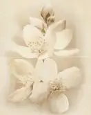Декор Diana Flower 400x500x8 Cersanit (TDZZ1213771889)