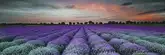 Декор Lavender Field Glass Inserto 250x750x9 Konskie (ICT1201172G1,)