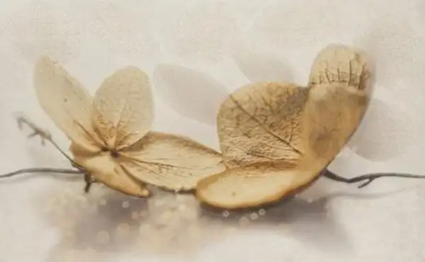 Cersanit Декор Samanta Flower 25x40 код 9205 Церсаніт (TDZZ1213726040)